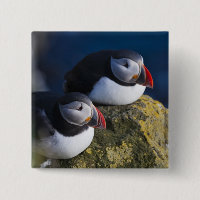 Atlantic Puffin (Fratercula arctica) 7