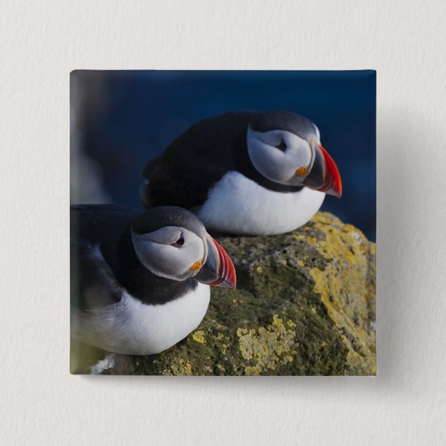 Atlantic Puffin (Fratercula arctica) 7 15 Cm Square Badge (Front)