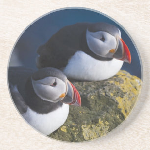 Atlantic Puffin (Fratercula arctica) 7 Coaster