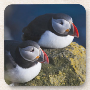 Atlantic Puffin (Fratercula arctica) 7 Coaster