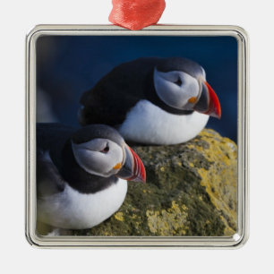 Atlantic Puffin (Fratercula arctica) 7 Metal Tree Decoration