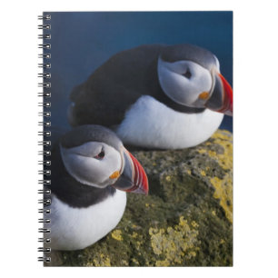 Atlantic Puffin (Fratercula arctica) 7 Spiral Notebook
