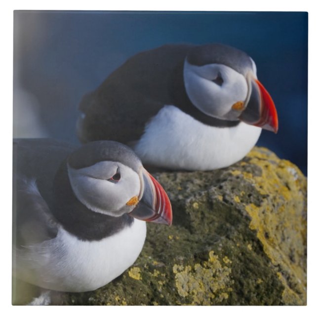 Atlantic Puffin (Fratercula arctica) 7 Tile (Front)