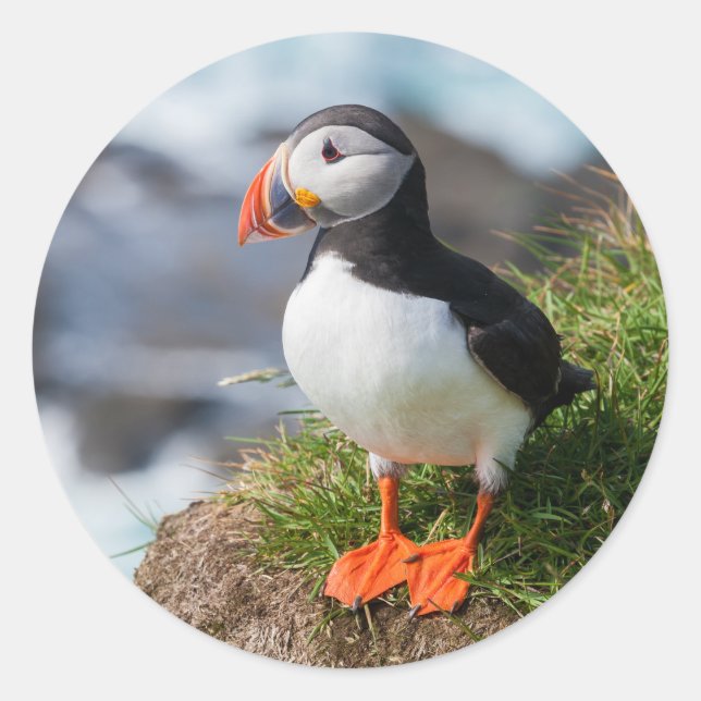 Atlantic Puffin Fratercula Arctica Classic Round Sticker (Front)