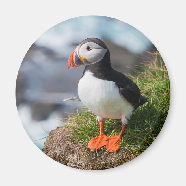 Atlantic Puffin Fratercula Arctica Magnet (Front)