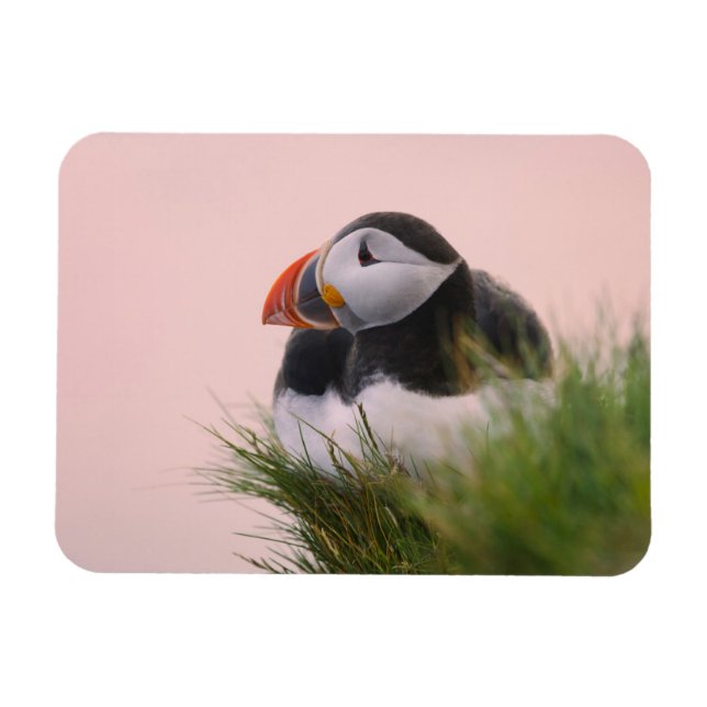 Atlantic Puffin (Fratercula arctica) Magnet (Horizontal)