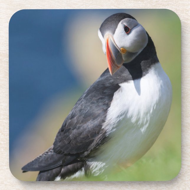 Atlantic Puffin (Fratercula Arctica) On Cliff 2 Coaster (Front)