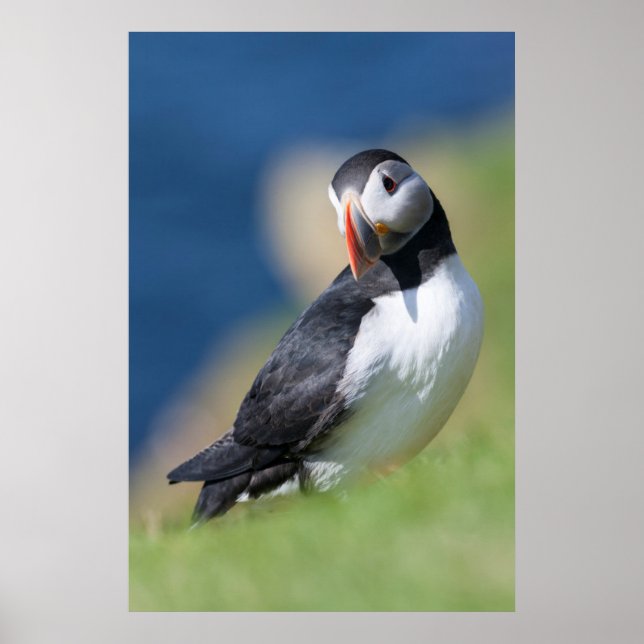 Atlantic Puffin (Fratercula Arctica) On Cliff 2 Poster (Front)