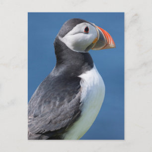 Atlantic Puffin (Fratercula Arctica) On Cliff Postcard