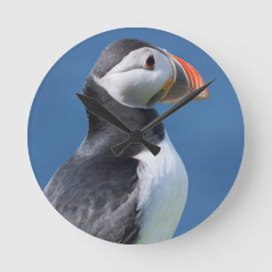 Atlantic Puffin (Fratercula Arctica) On Cliff Round Clock