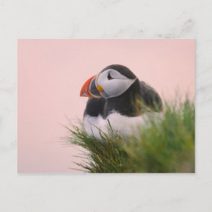 Atlantic Puffin (Fratercula arctica) Postcard