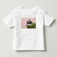 Atlantic Puffin (Fratercula arctica)