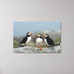 Atlantic Puffin Group Canvas Print