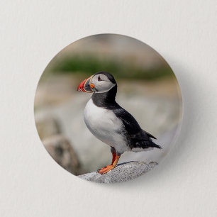 Atlantic Puffin in Machias, Maine 6 Cm Round Badge