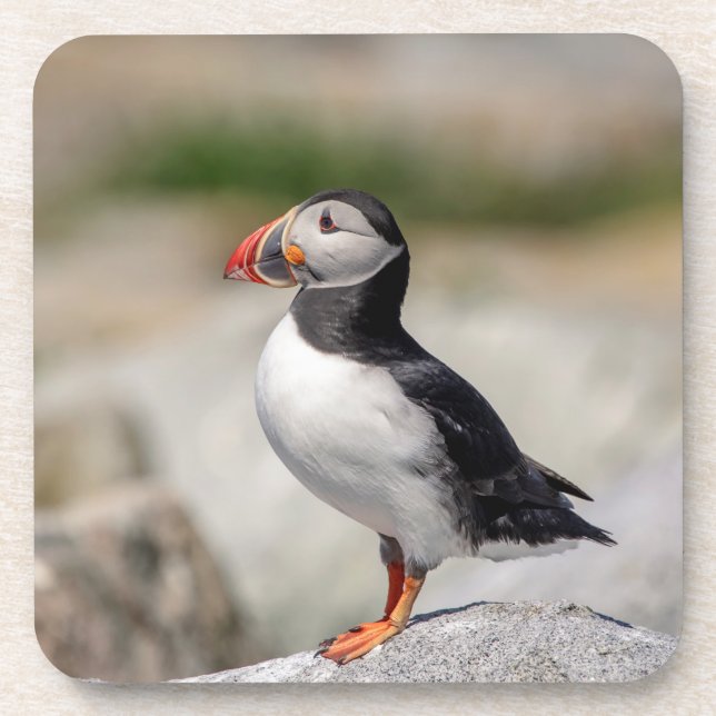 Atlantic Puffin in Machias, Maine Coaster (Front)