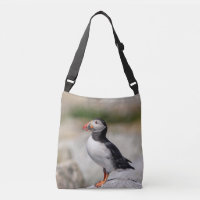 Atlantic Puffin in Machias, Maine