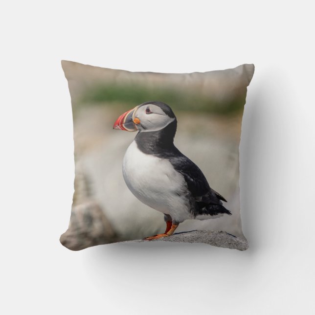 Atlantic Puffin in Machias, Maine Cushion (Front)