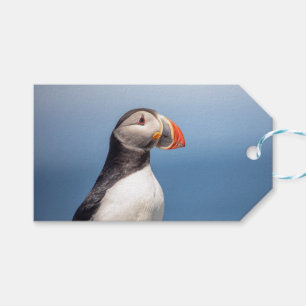 Atlantic Puffin in Machias, Maine Gift Tags