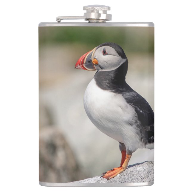 Atlantic Puffin in Machias, Maine Hip Flask (Front)