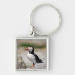 Atlantic Puffin in Machias, Maine Key Ring