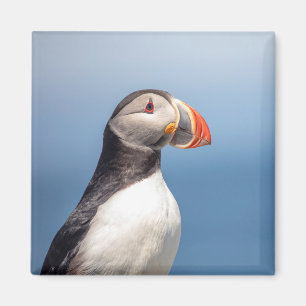 Atlantic Puffin in Machias, Maine Magnet
