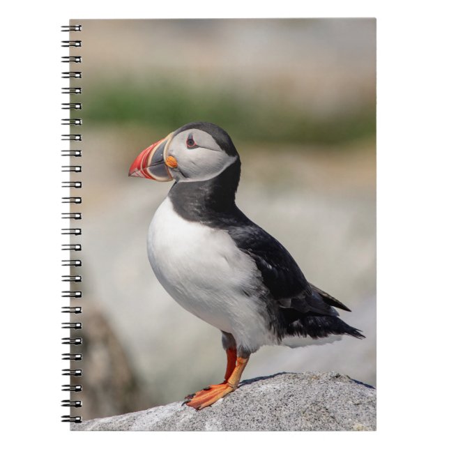 Atlantic Puffin in Machias, Maine Notebook (Front)