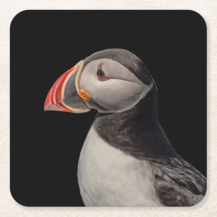 Atlantic Puffin in Machias, Maine Square Paper Coaster