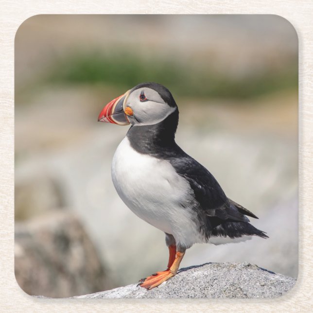 Atlantic Puffin in Machias, Maine Square Paper Coaster (Front)
