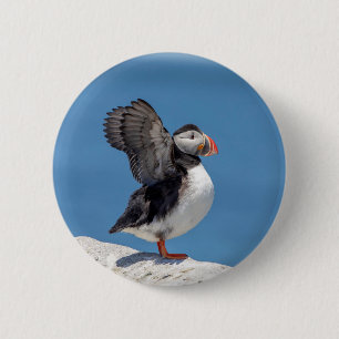 Atlantic Puffin in Machias, ME 6 Cm Round Badge