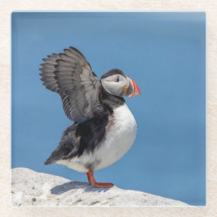 Atlantic Puffin in Machias, ME Glass Coaster