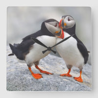 Atlantic Puffin Love