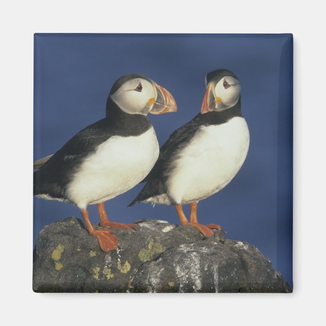 Atlantic Puffin Magnet (Front)