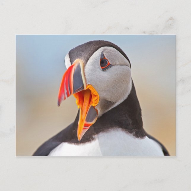 Atlantic Puffin Postcard (Front)