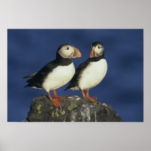 Atlantic Puffin Poster