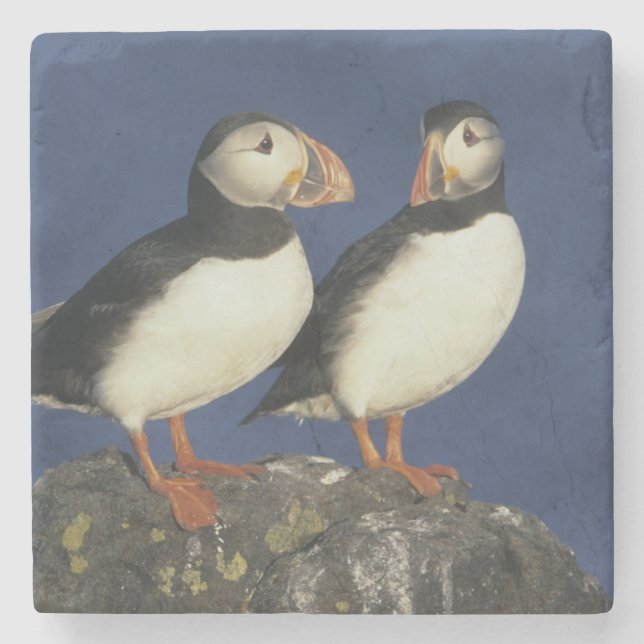 Atlantic Puffin Stone Coaster (Front)