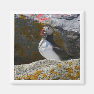 Atlantic Puffin with fish 2x2 magnet