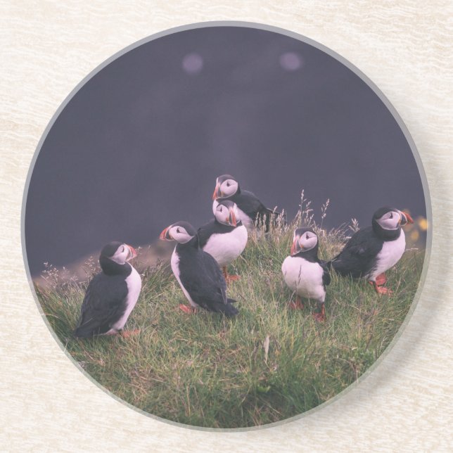 Atlantic Puffins Coaster (Front)