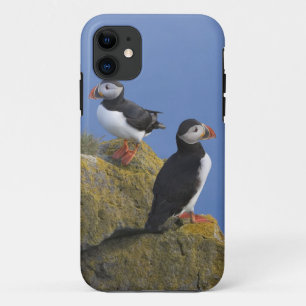 Atlantic Puffins (Fratercula arctica) on cliff Case-Mate iPhone Case