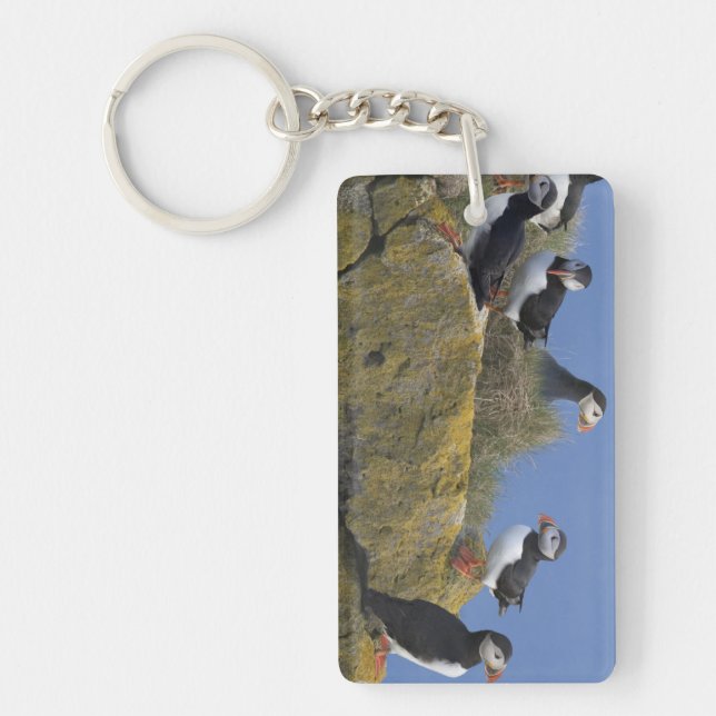 Atlantic Puffins (Fratercula arctica) on cliff Key Ring (Front)