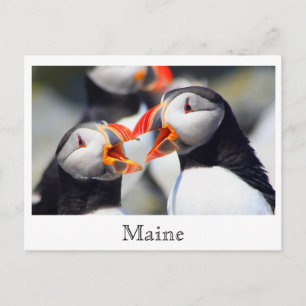 Atlantic Puffins Maine Coast Postcard