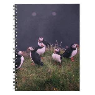 Atlantic Puffins Notebook