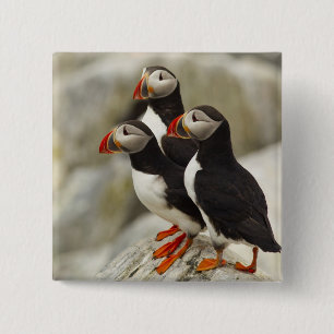 Atlantic Puffins on Machias Seal Island 15 Cm Square Badge