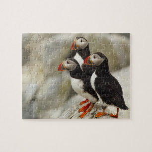 Atlantic Puffins on Machias Seal Island Jigsaw Puzzle