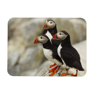 Atlantic Puffins on Machias Seal Island Magnet