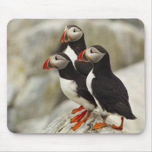 Atlantic Puffins on Machias Seal Island Mouse Pad