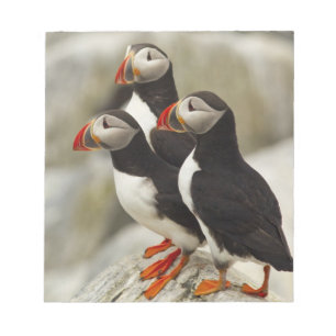 Atlantic Puffins on Machias Seal Island Notepad