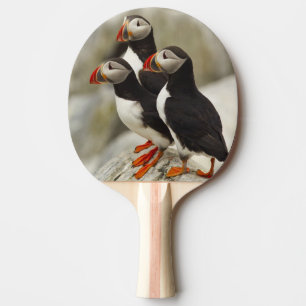 Atlantic Puffins on Machias Seal Island Ping Pong Paddle