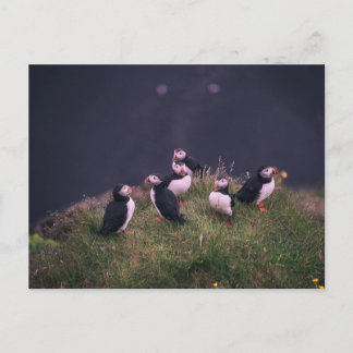 Atlantic Puffins Postcard