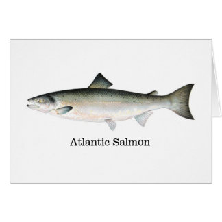 Atlantic Salmon
