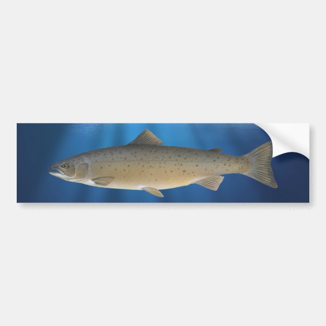 Atlantic Salmon – Bumper Sticker (Front)